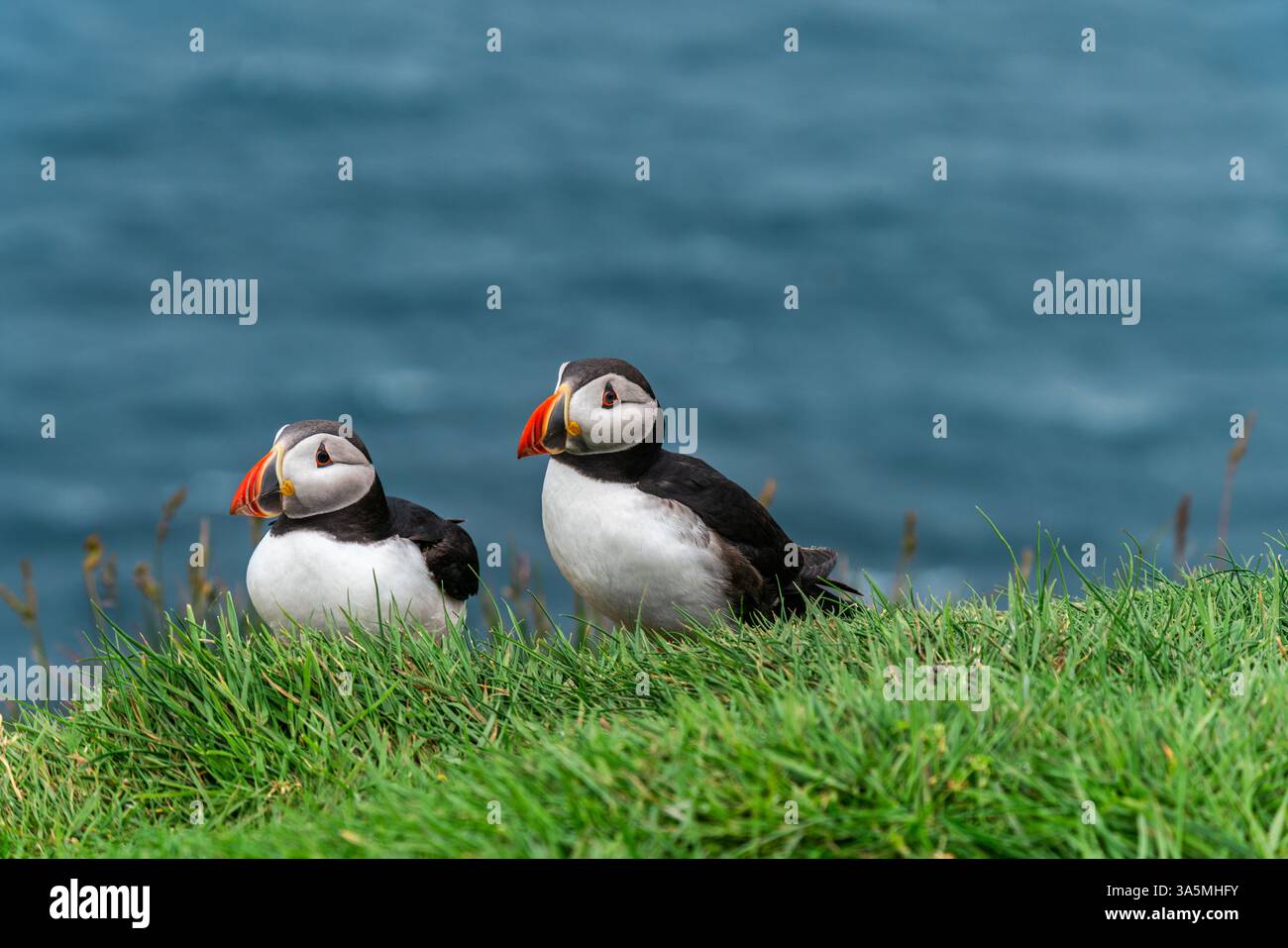 Charmants macareux sur la côte des îles Féroé Banque D'Images