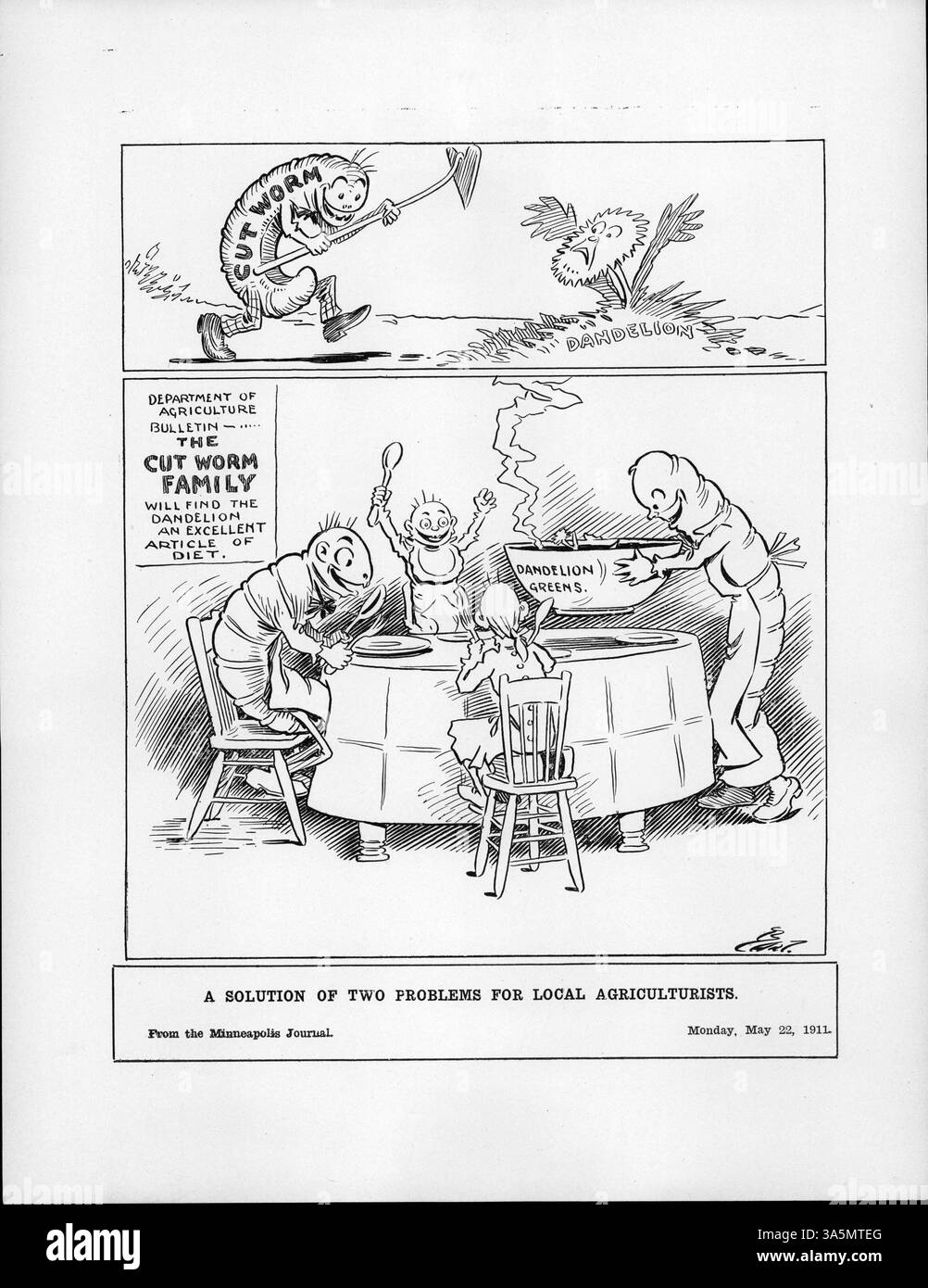 L'illustration représente deux panneaux. Le panneau supérieur montre une vis sans fin coupée avec une houe approchant un pissenlit effrayé. Le panneau inférieur montre une famille de vers coupés à une table de dîner, avec des pissenlits verts servis. La légende du Bulletin du ministère de l'Agriculture suggère que les vers coupés trouvent les pissenlits un excellent aliment diététique. Le Minneapolis Morning Tribune a signalé des dommages causés par des vers coupés aux jardins de Minneapolis au cours du 16 mai. Banque D'Images