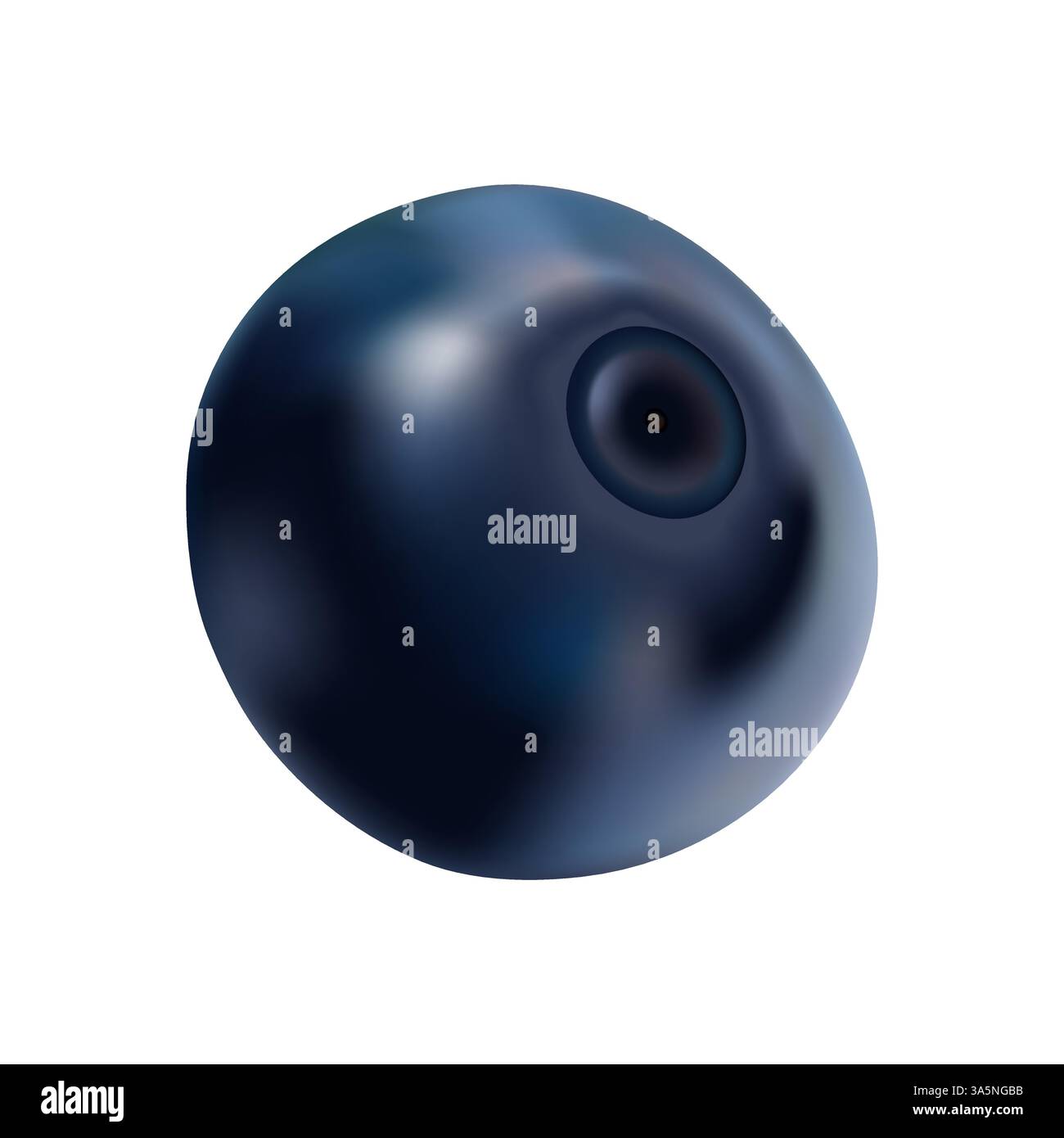 Illustration vectorielle réaliste détaillée de Blueberry. Illustration de Vecteur