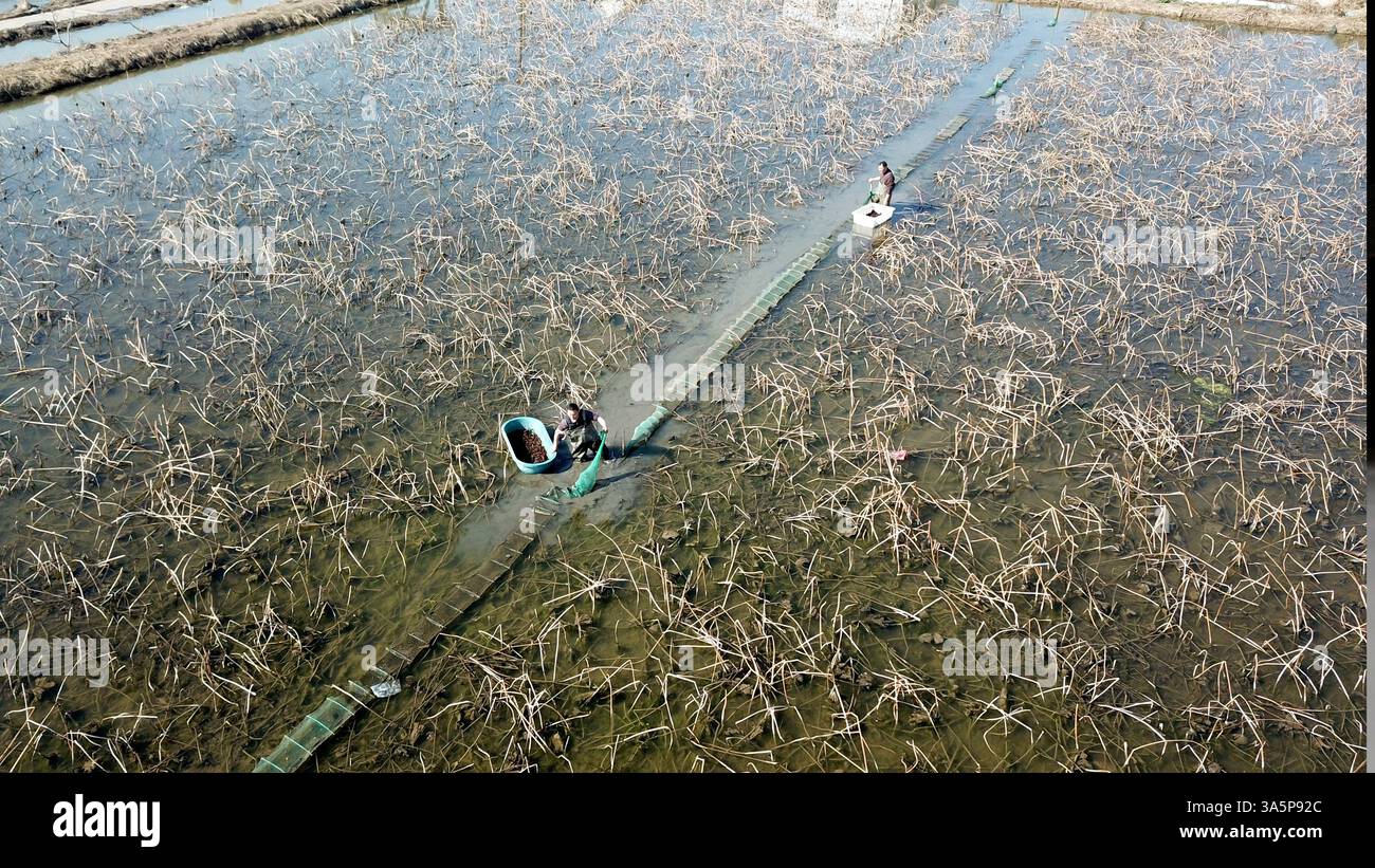 LIANYUNGANG, CHINE - 24 MARS 2025 - les agriculteurs pêchent des écrevisses dans un étang de lotus dans le village de Houchang, ville de Xiaoyi, comté de Guanyun, ville de Lianyungang, est Banque D'Images