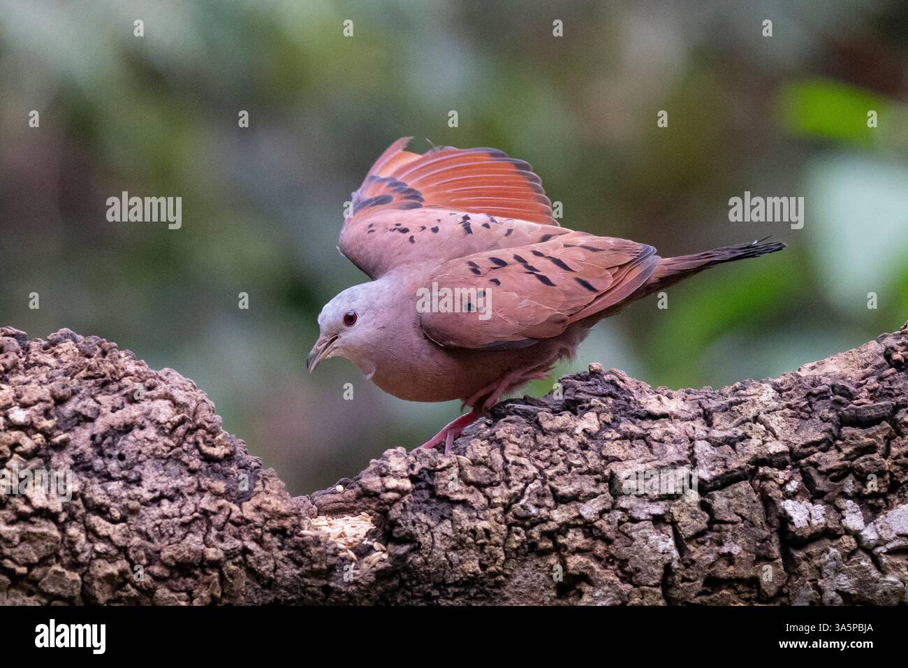 Gros plan d'une colombe à oreilles (Zenaida auriculata) perchée sur un membre, près de Cali, Colombie Banque D'Images