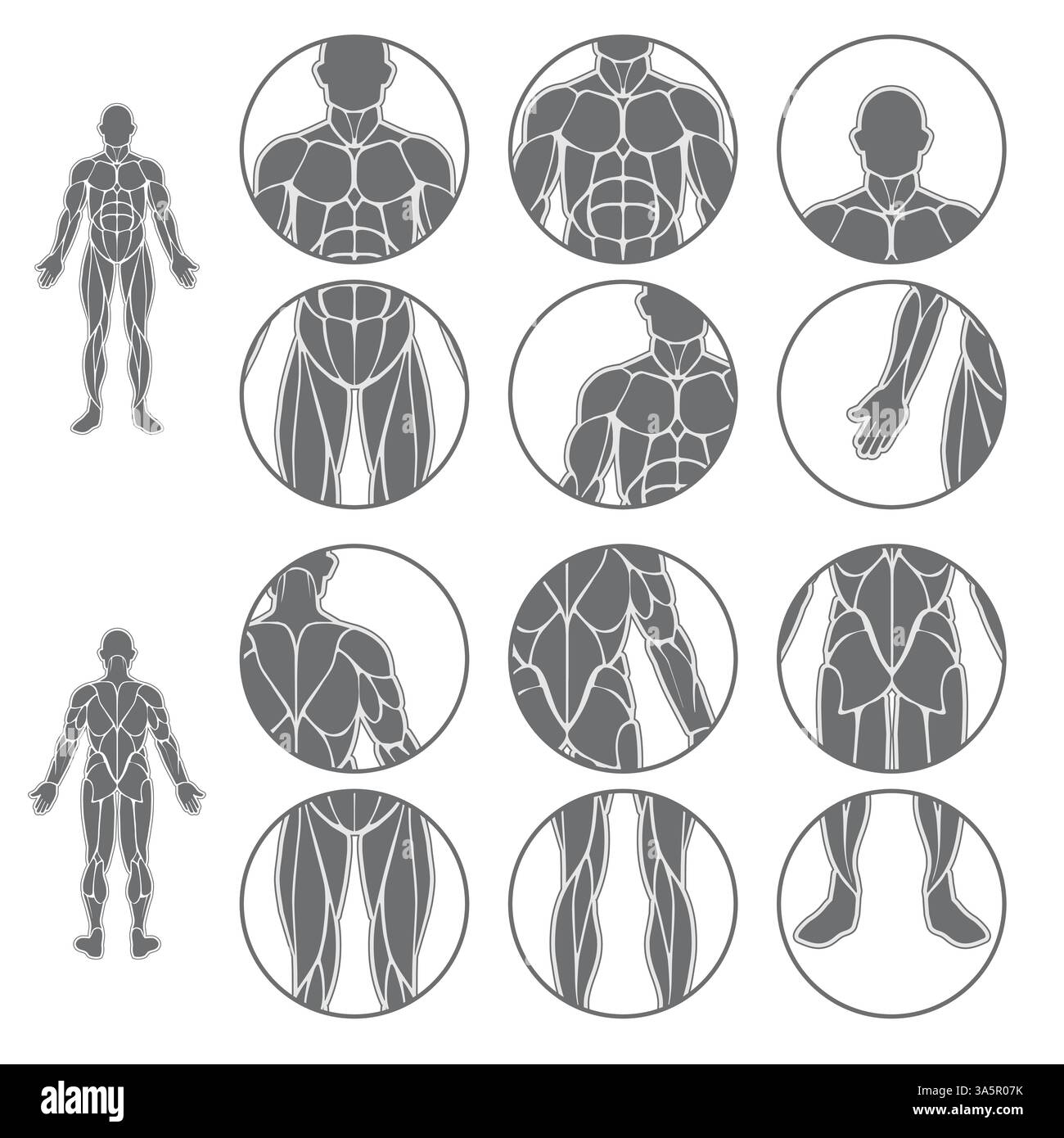 Ensemble de muscles du corps humain Illustration de Vecteur