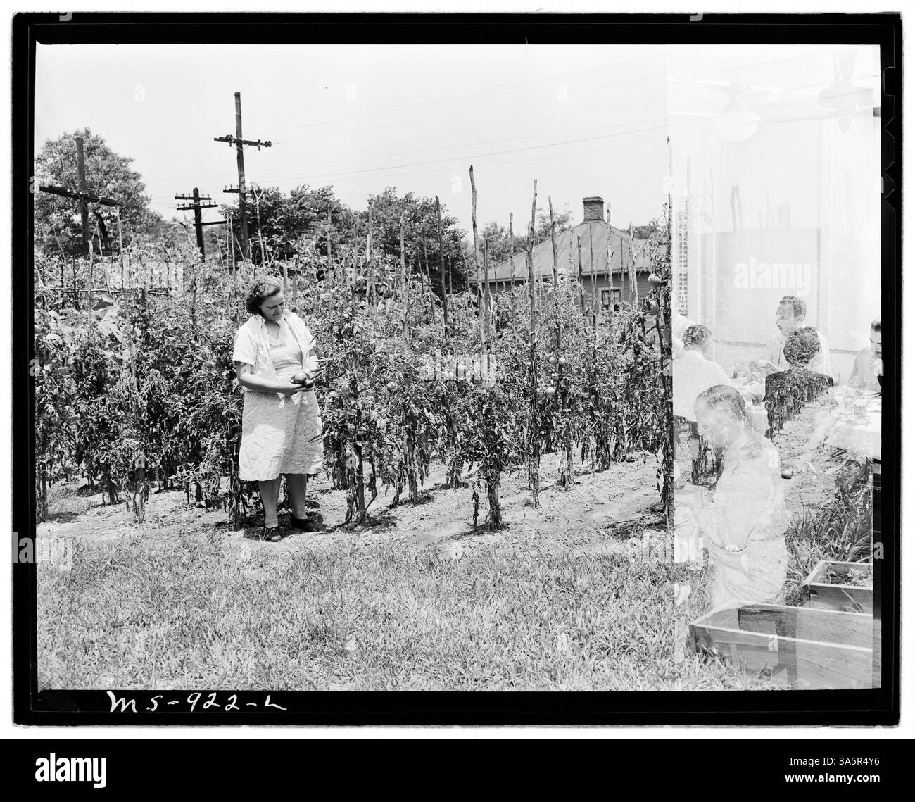 MRS Cecil Allgood s’occupe de son jardin à Birmingham, en Alabama, reflétant la vie domestique de la femme d’un mineur près de la mine Edgewater de la Tennessee Coal, Iron & R.R. Company. Banque D'Images