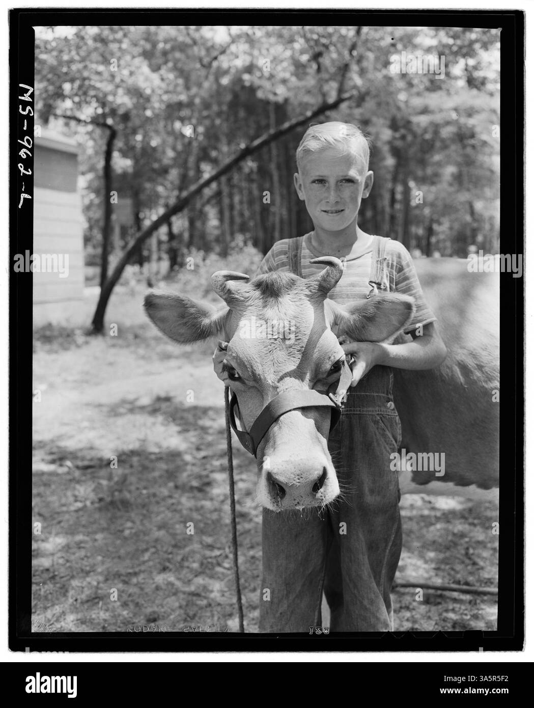 Le fils d’un mineur de la mine Gorgas de l’Alabama Power Company dans le comté de Walker, en Alabama, se tient debout avec une vache qu’il a élevée, devant une maison fournie par la compagnie. Banque D'Images
