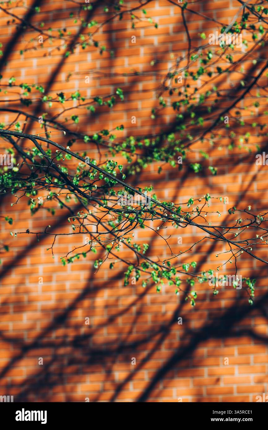 Branches d'arbre ombre sur le mur de briques de construction, mise au point sélective Banque D'Images