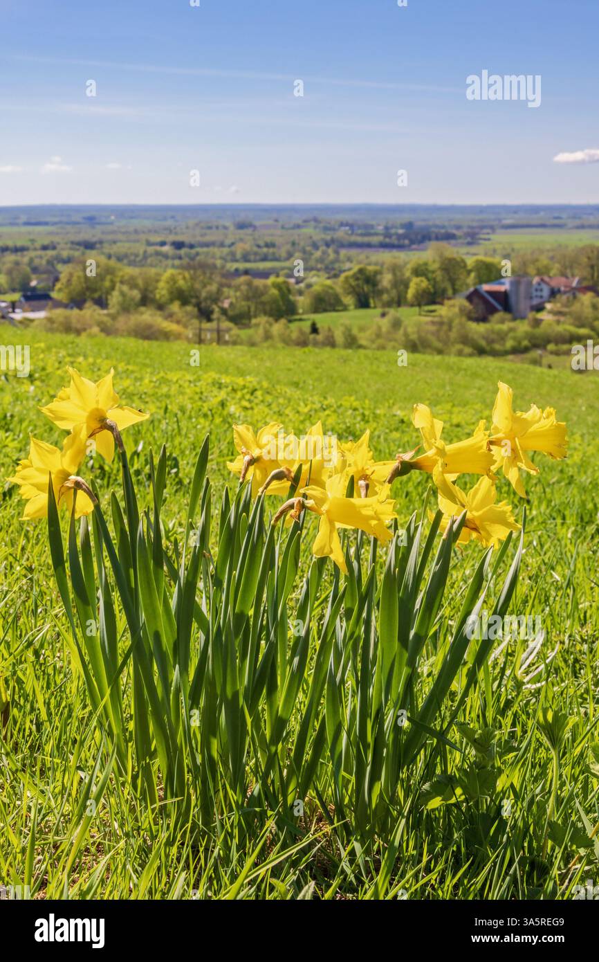 Belles jonquilles sauvages jaunes fleurissant sur une prairie une journée ensoleillée au printemps Banque D'Images