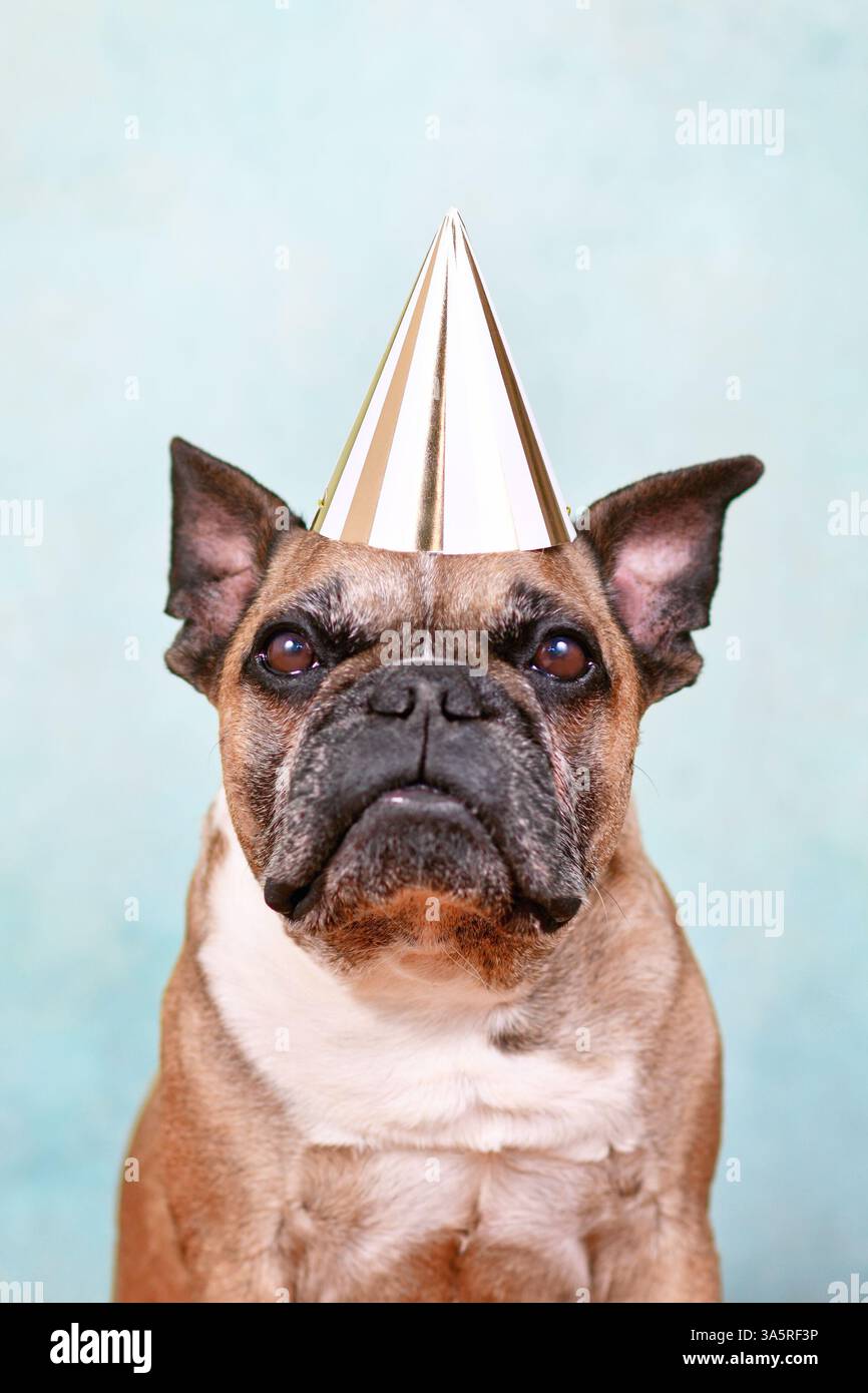 Chien bouledogue français Fawn avec chapeau de fête d'anniversaire devant un fond de studio bleu clair Banque D'Images Chien bouledogue français Fawn avec chapeau de fête d'anniversaire devant un fond de studio bleu clair Banque D'Images