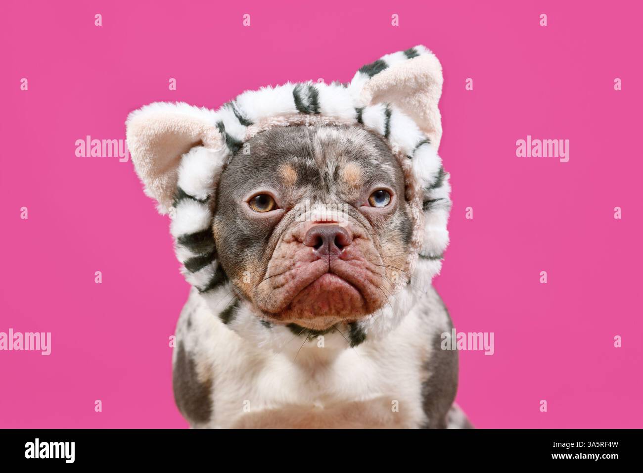 Merle chien Bulldog français avec bandeau costume de chat sur fond rose Banque D'Images