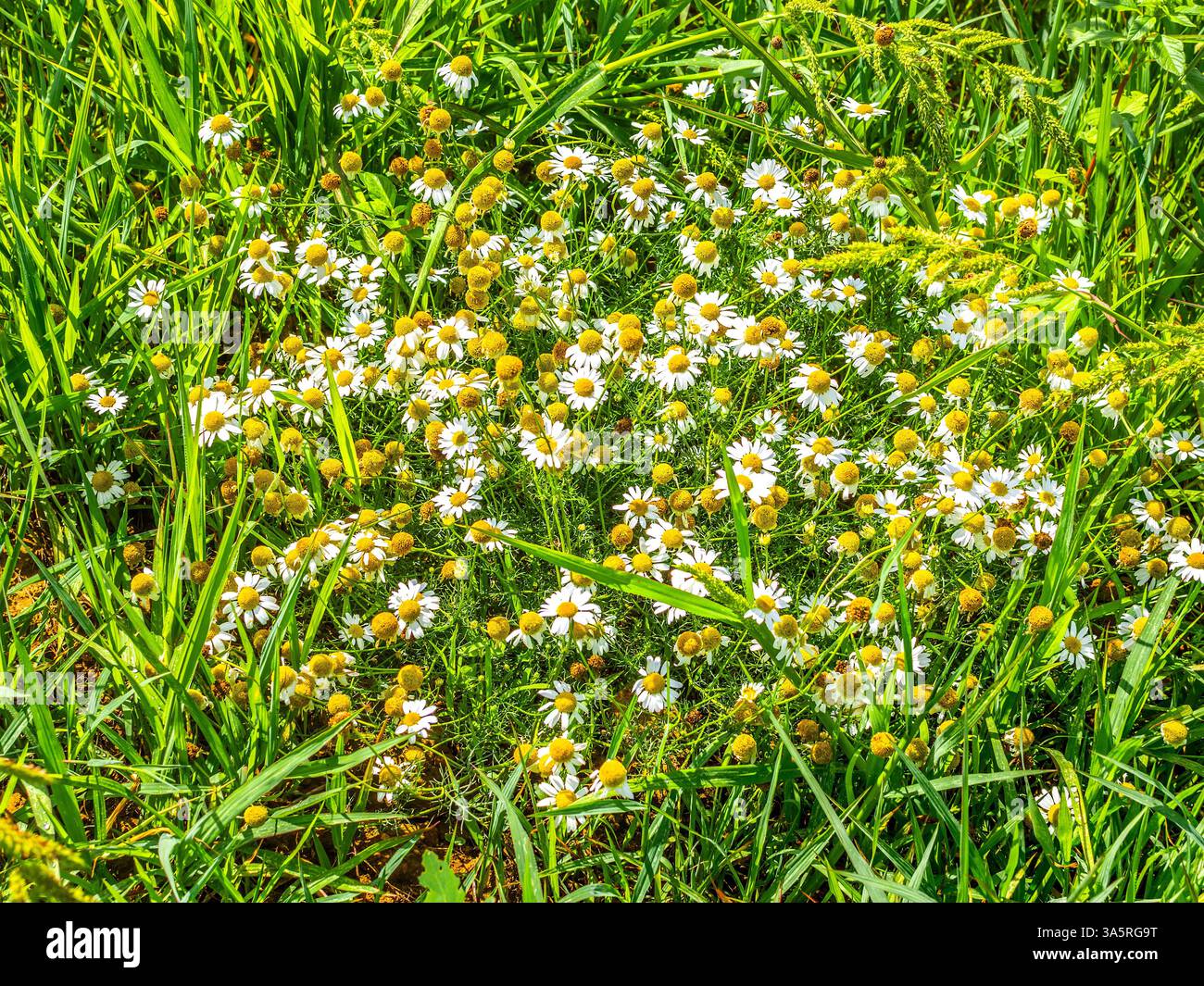 Grand amas de marguerites sauvages sur les terres agricoles - sud-Touraine, France. Banque D'Images