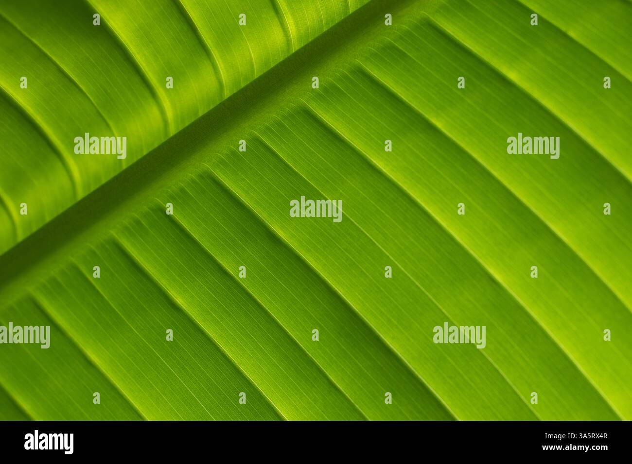 Strelitzia nicolai, banane sauvage ou oiseau blanc géant de paradis plante des veines de feuilles vertes dans le rétro-éclairage. Fond naturel esthétique avec focu sélectif Banque D'Images
