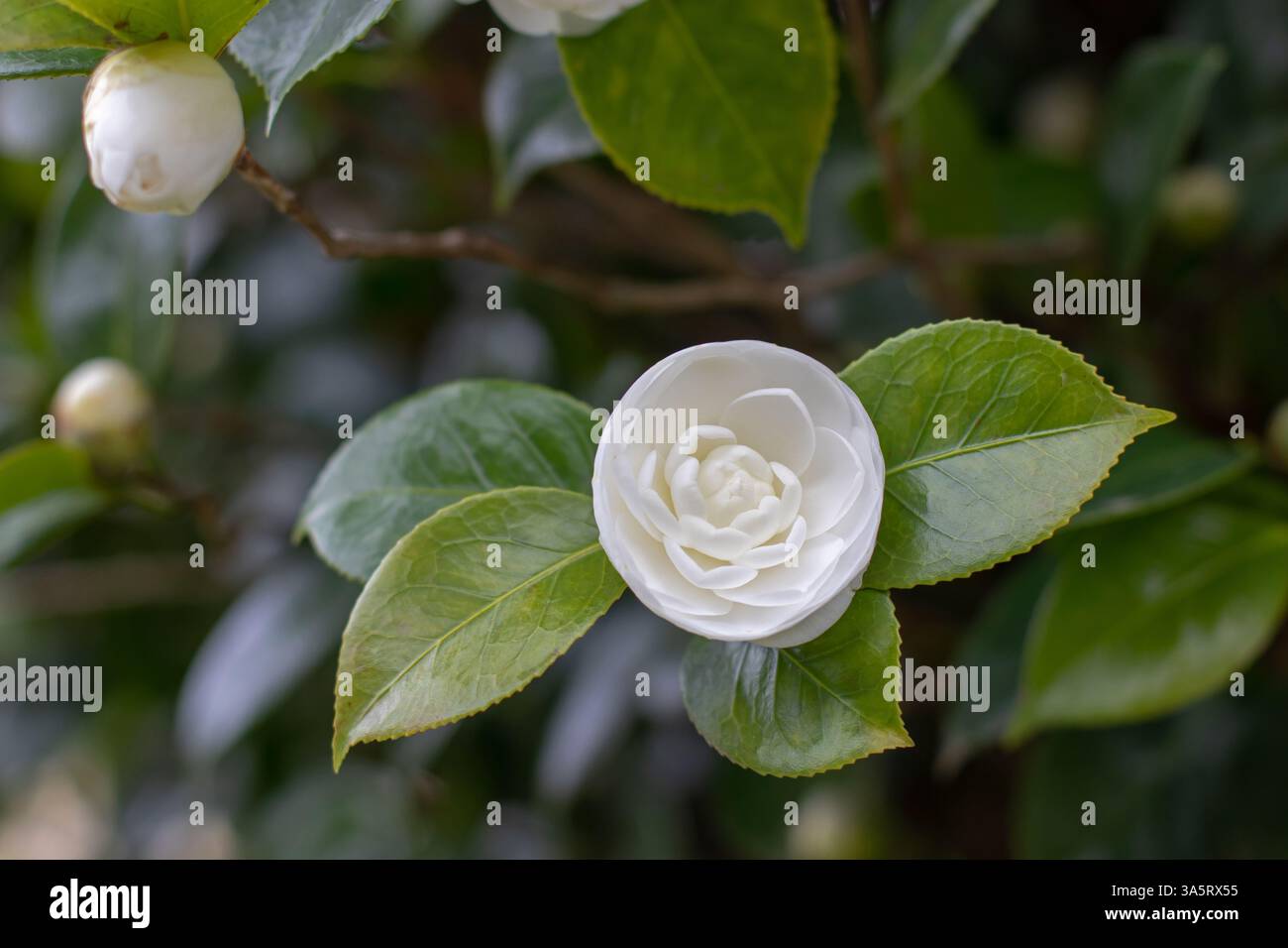 Fleur double blanche camélia et bourgeons. Plante à fleurs Camellia japonica. Arbuste décoratif japonais camélia dans le jardin. Banque D'Images
