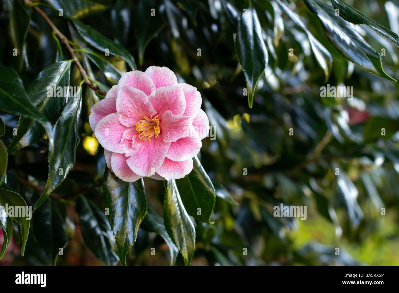 Fleur ouverte de camélia avec des veines roses sur les pétales blancs, étamines jaunes et feuillage vert foncé brillant. Plante à fleurs Camellia japonica. Env. Japonaise Banque D'Images