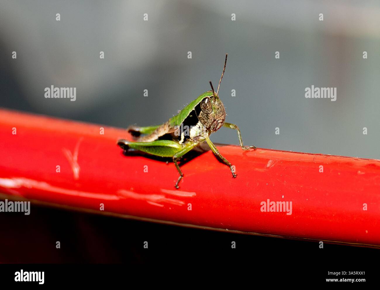 Australian Little Black-Knees, Methiolopsis geniculata, petite sauterelle verte, noire, blanche, sur le bord de barrow rouge vif dans le jardin du Queensland Banque D'Images