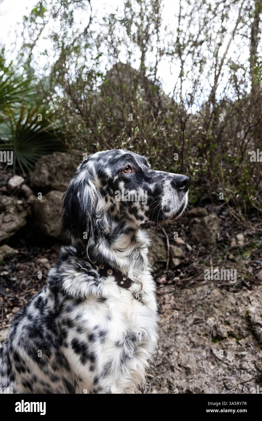 Chien de setter anglais regardant vers le haut tout en explorant le sentier de la nature Banque D'Images