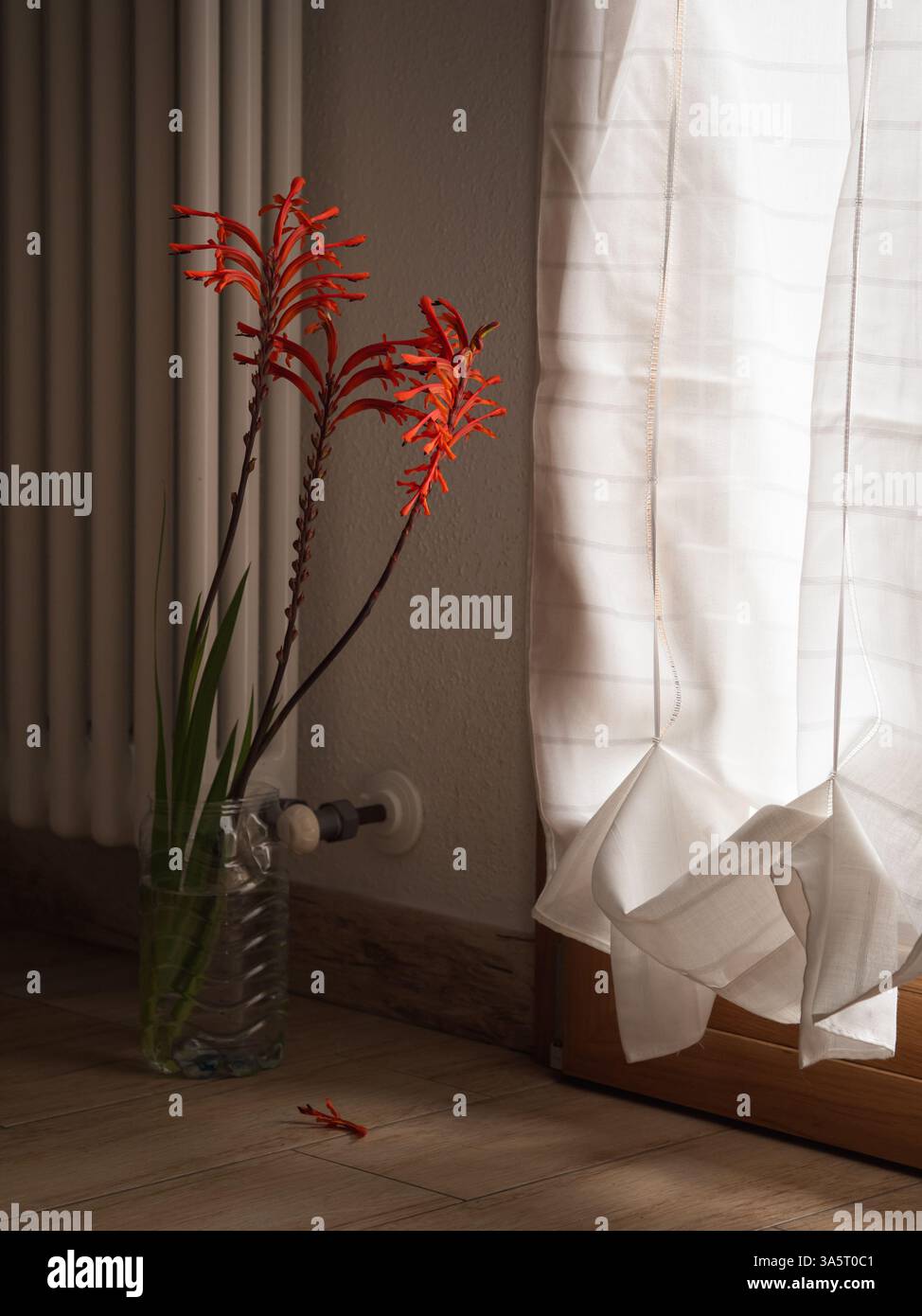Fleurs de drapeau africain par radiateur et portes françaises Banque D'Images