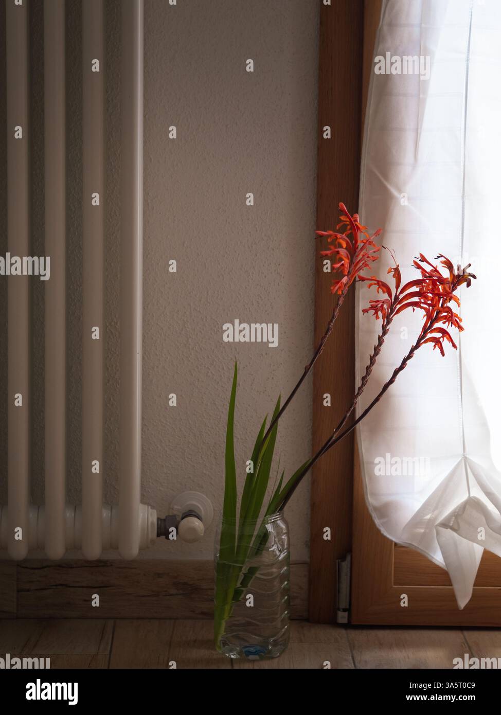 Fleurs de drapeau africain par radiateur et portes françaises Banque D'Images
