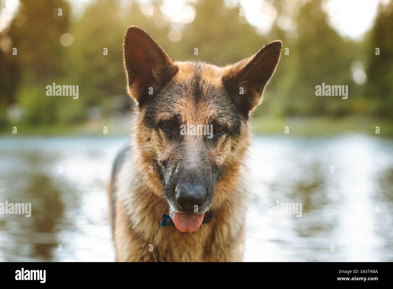 Berger allemand profitant d'un moment paisible au bord d'un lac, langue dehors. Banque D'Images Berger allemand profitant d'un moment paisible au bord d'un lac, langue dehors. Banque D'Images
