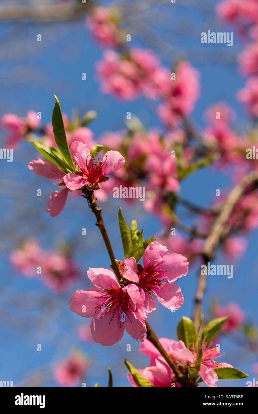 Arbre pêche, arrière-plan flou. Arbre en fleurs au printemps avec des fleurs roses. La beauté du jardin de printemps, le concept de printemps. Banque D'Images