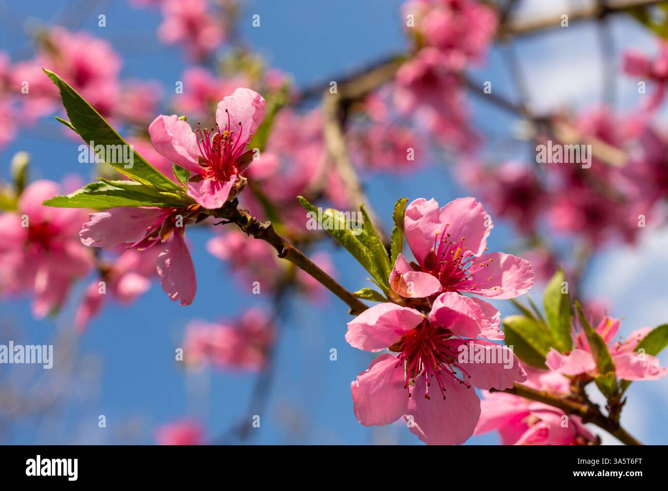 Arbre pêche, arrière-plan flou. Arbre en fleurs au printemps avec des fleurs roses. La beauté du jardin de printemps, le concept de printemps. Banque D'Images