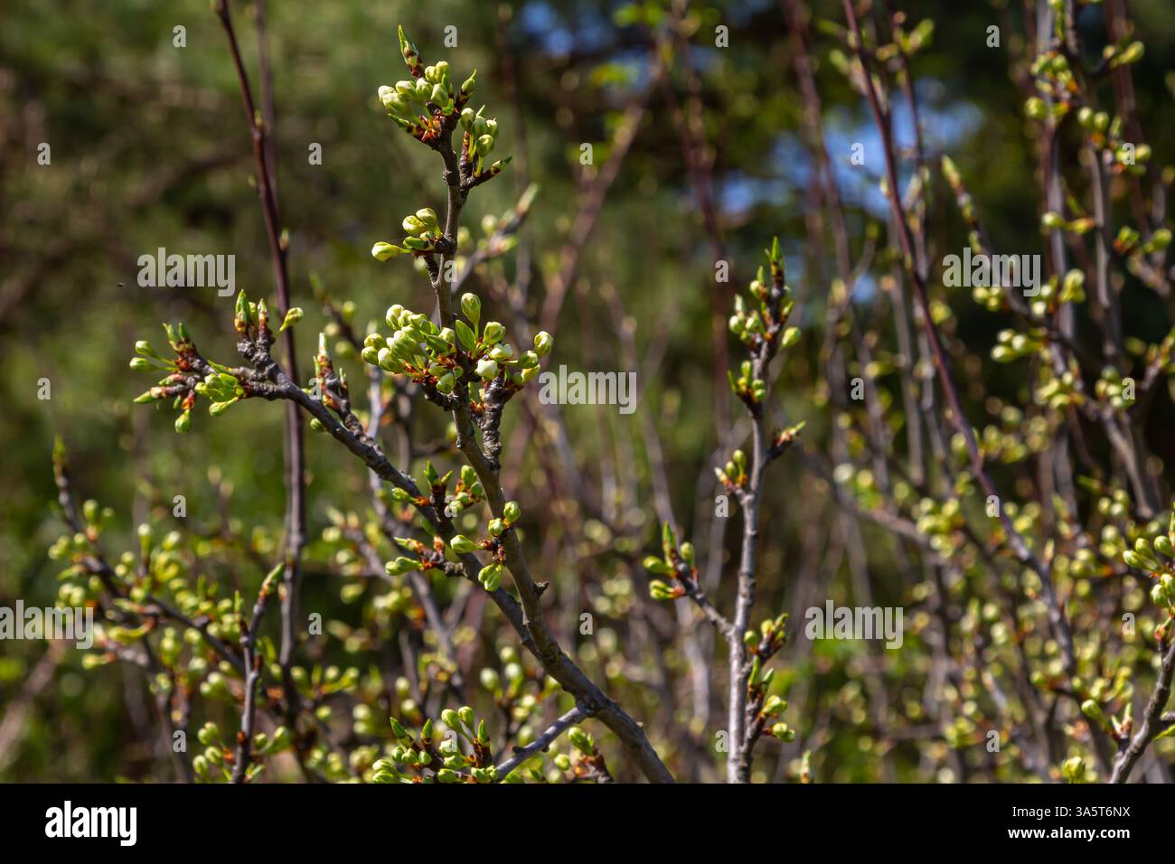 Bourgeons prunus avium, communément appelé cerise sauvage, cerise douce, gean, ou cerise d'oiseau. Budbreak. Printemps. Banque D'Images