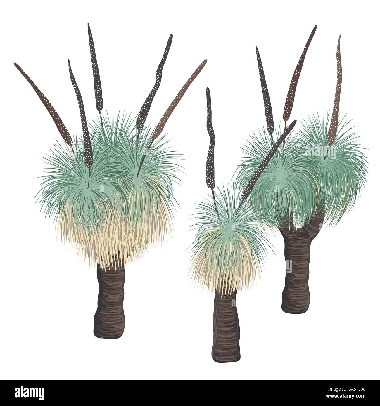 Groupe d'arbres Xanthorrhoea en fleurs, illustration isolée vectorielle. Arbre d'herbe avec des fleurs, élément de flore endémique indigène australien. Illustration de Vecteur Groupe d'arbres Xanthorrhoea en fleurs, illustration isolée vectorielle. Arbre d'herbe avec des fleurs, élément de flore endémique indigène australien. Illustration de Vecteur