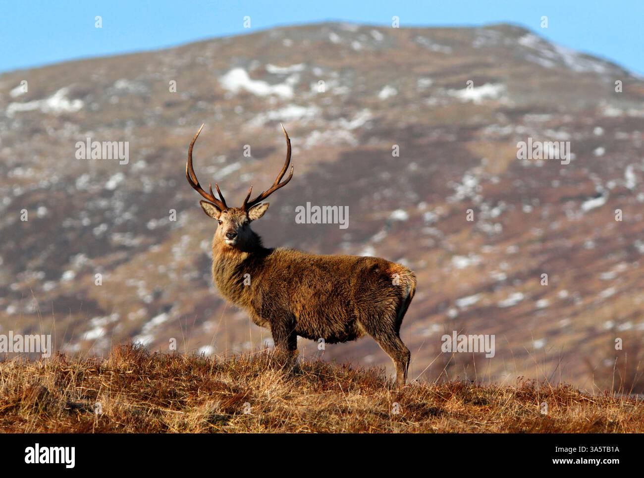 Cerf ROUGE, Écosse, Royaume-Uni. Banque D'Images