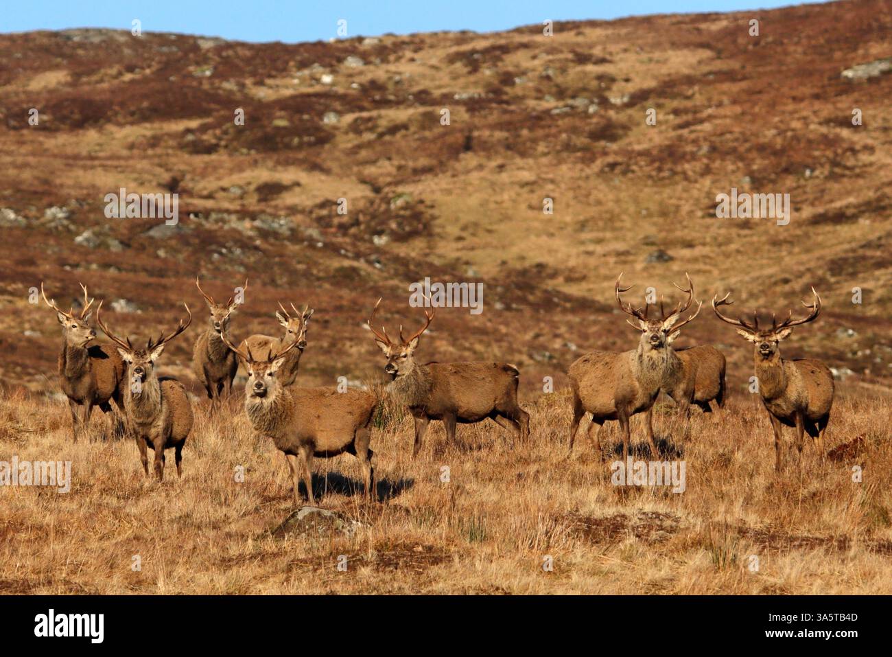 CERFS ROUGES (Cervus elaphus), groupe de cerfs, Écosse, Royaume-Uni. Banque D'Images