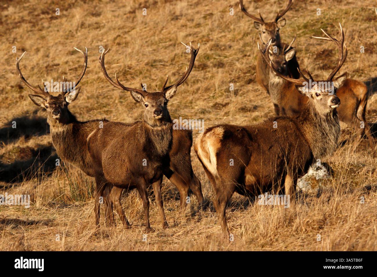 CERFS ROUGES (Cervus elaphus), groupe de cerfs, Écosse, Royaume-Uni. Banque D'Images