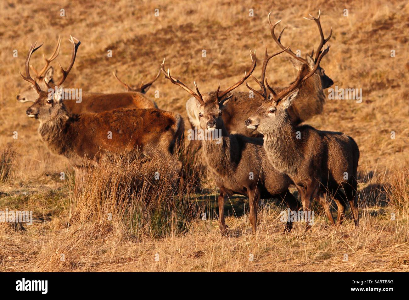 CERFS ROUGES (Cervus elaphus), groupe de cerfs, Écosse, Royaume-Uni. Banque D'Images