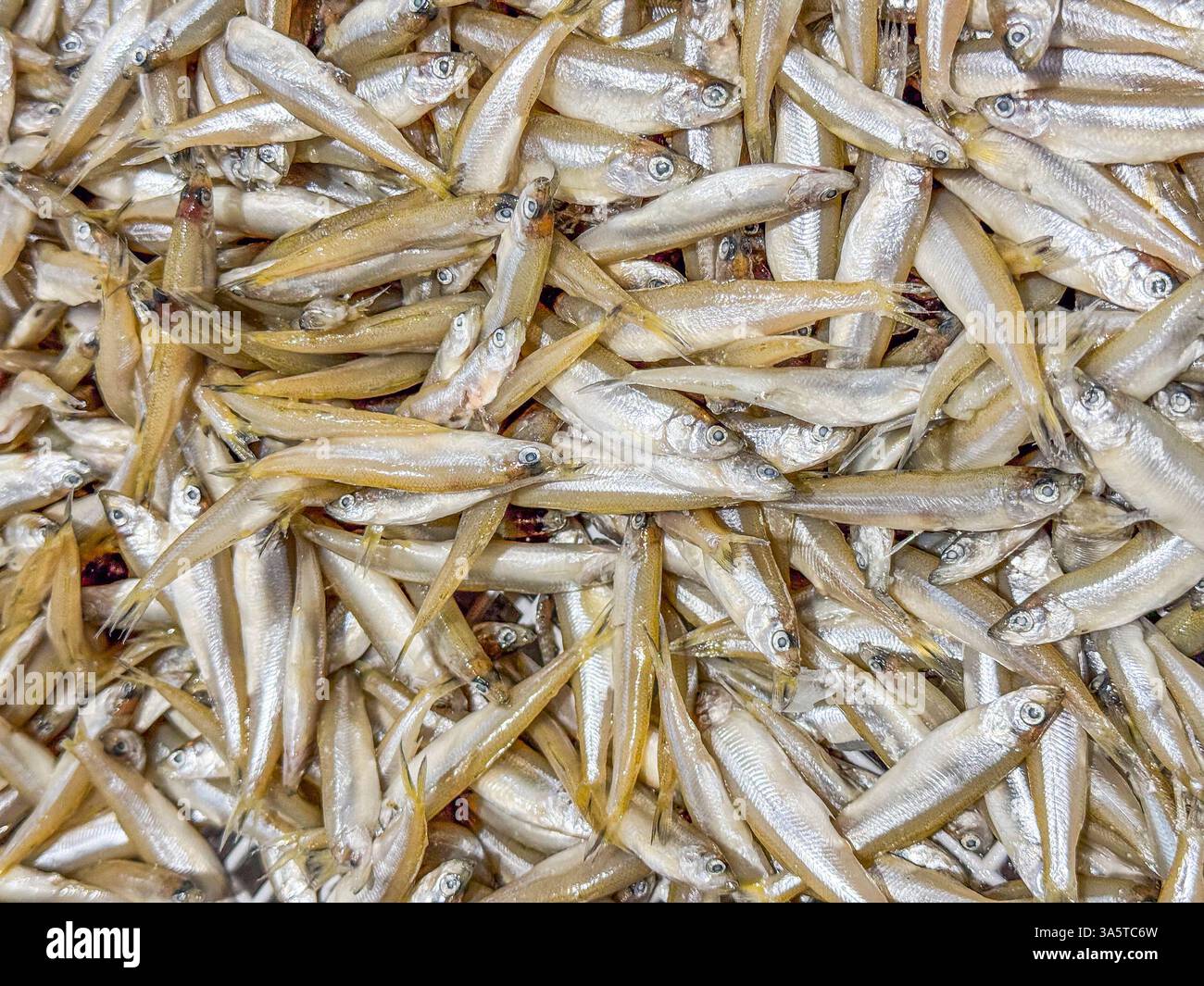 Fruits de mer en vente dans un marché de fruits de mer. Les poissons sont sur de la glace sur un plateau. Gold Coast, Queensland, Australie Banque D'Images