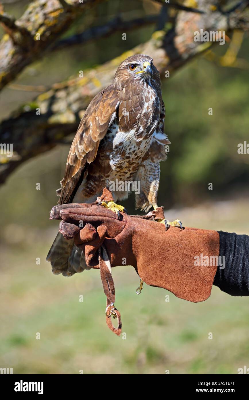 Falconer entrainant un faucon à queue rouge assis sur une main gantée Banque D'Images
