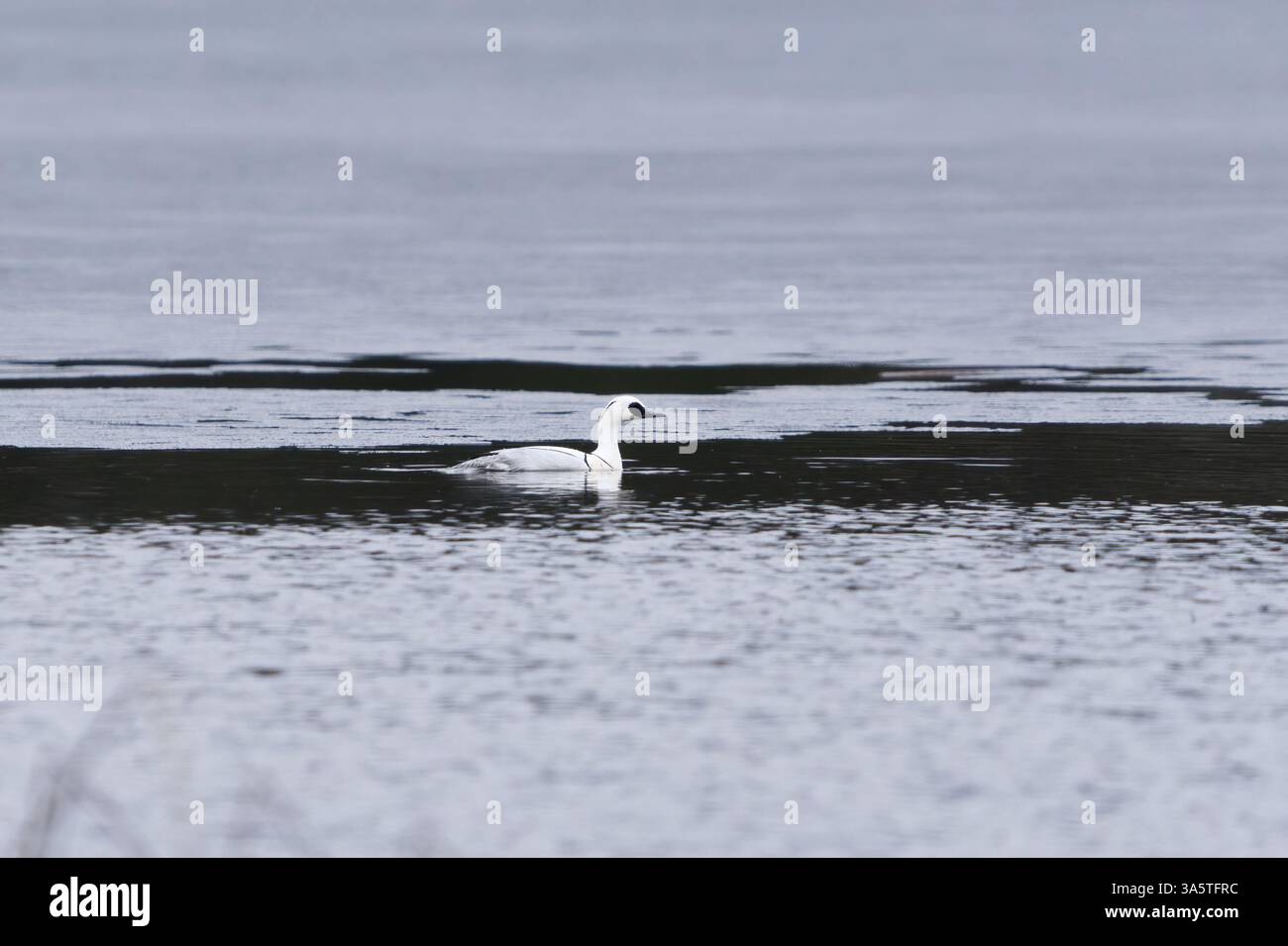 Mâle SMEW (Mergellus albellus) nageant dans un lac glacé au début du printemps. Banque D'Images