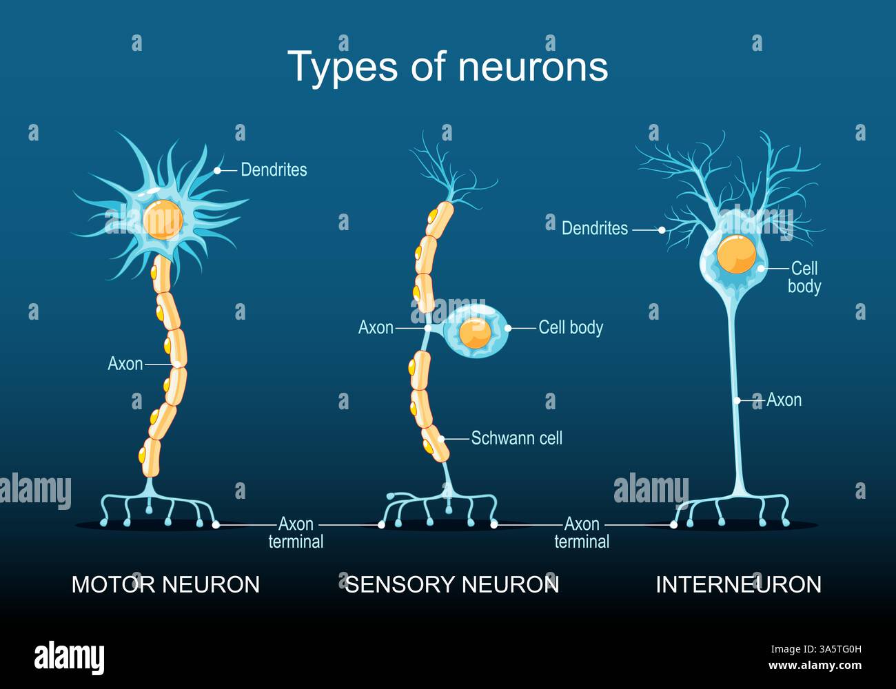 Diff rents Types De Neurones Structure Neuronale Classification 