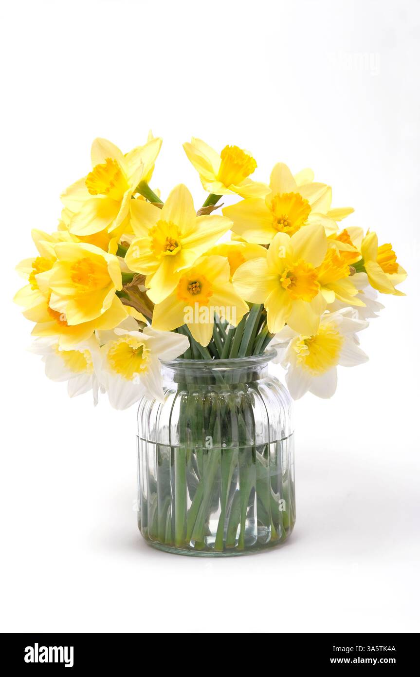 jonquilles printanières jaunes dans un vase en verre sur fond blanc Banque D'Images