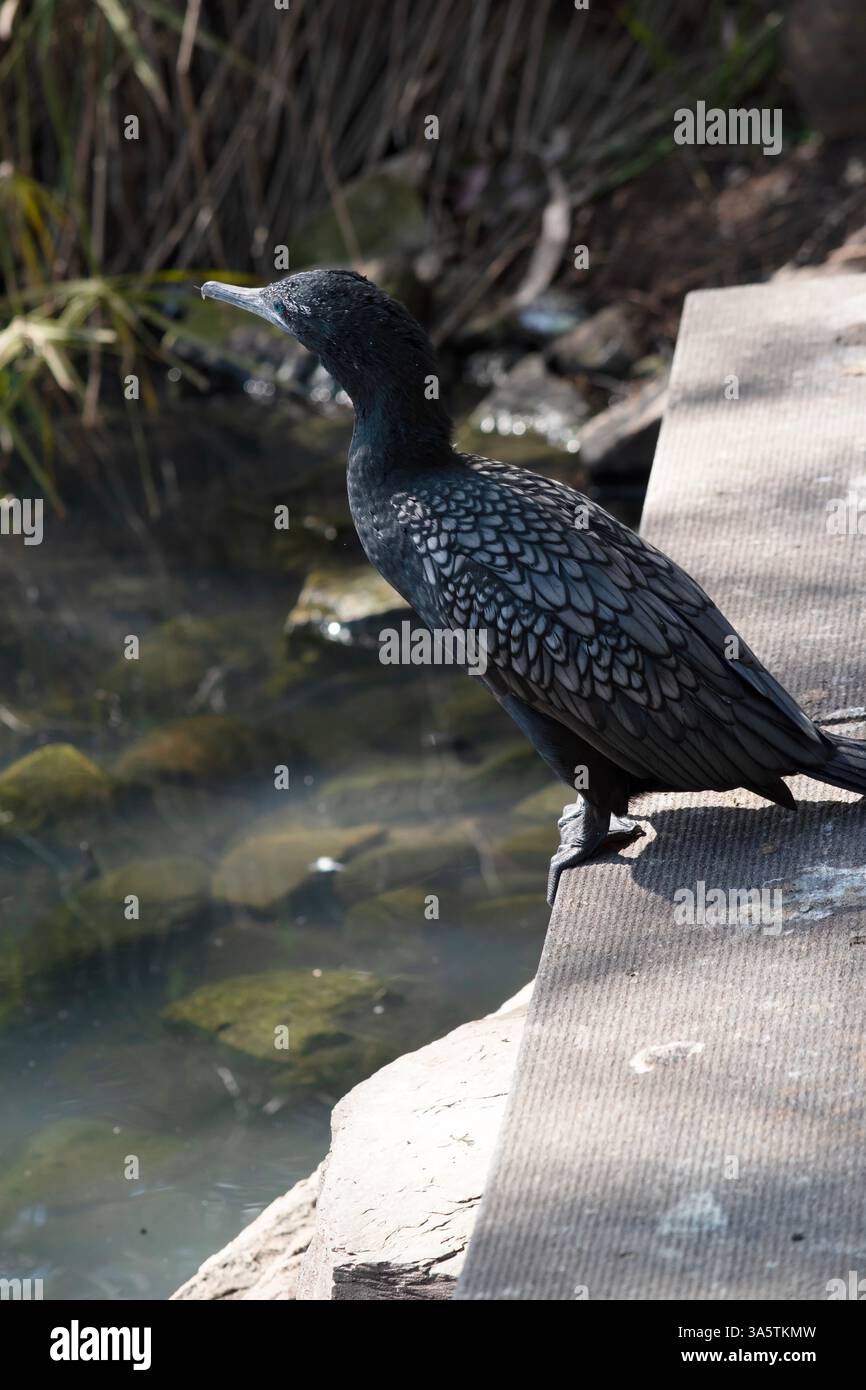 le petit cormoran noir est un oiseau de mer noir avec un œil bleu Banque D'Images