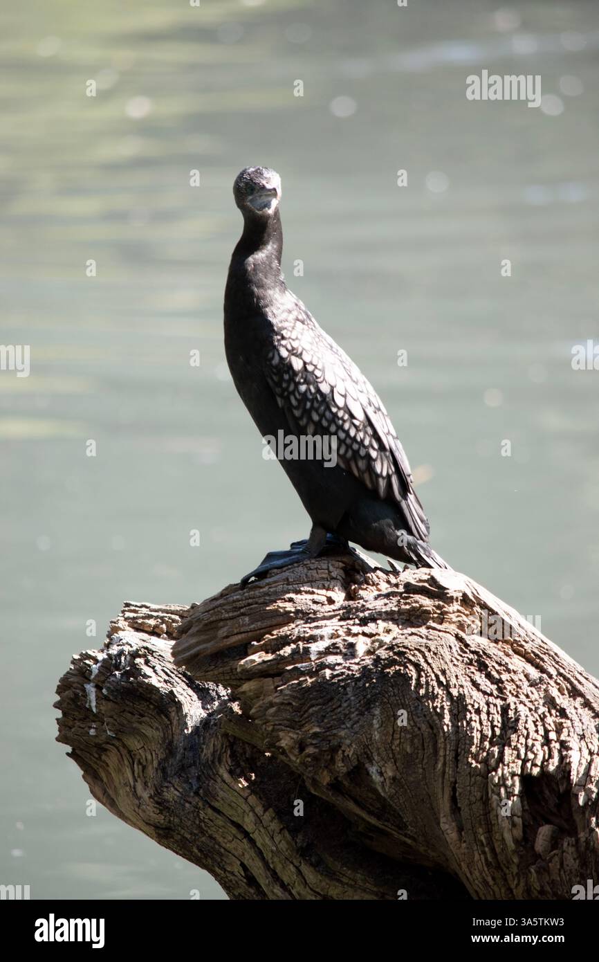 le petit cormoran noir est un oiseau de mer noir avec un œil bleu Banque D'Images