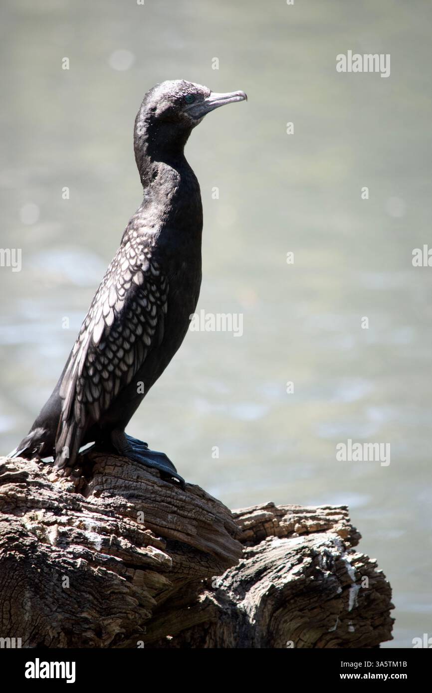 le petit cormoran noir est un oiseau de mer noir avec un œil bleu Banque D'Images