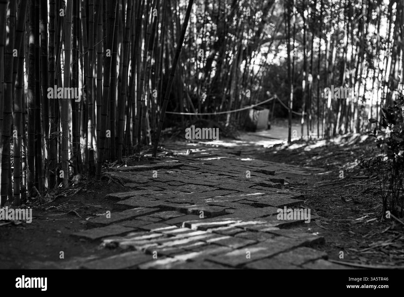 Forêt de bambous paisible avec des feuilles vertes vives, une atmosphère riche en nature, un gros plan. Forêt de bambous baignée de lumière tôt le matin. Banque D'Images
