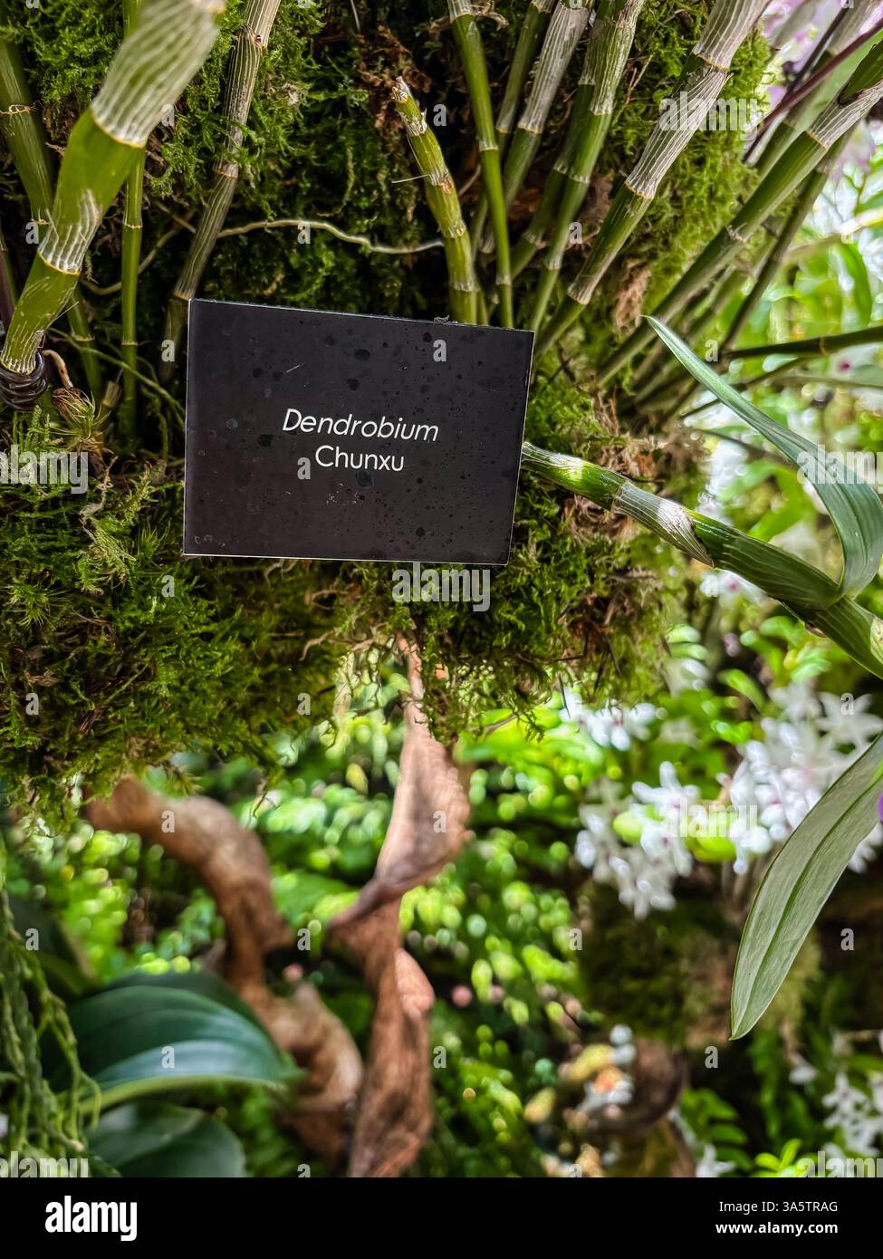 Gros plan de l'espèce d'orchidée Dendrobium Chunxu, avec son étiquette noire, ses racines moussues, ses branches et ses feuilles Banque D'Images