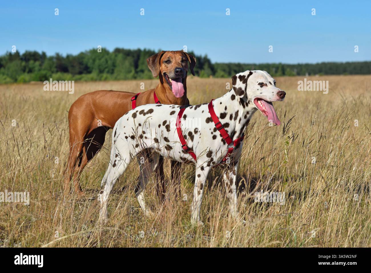 Beau chien dalmate et chien Ridgeback debout sur un fond rural Banque D'Images