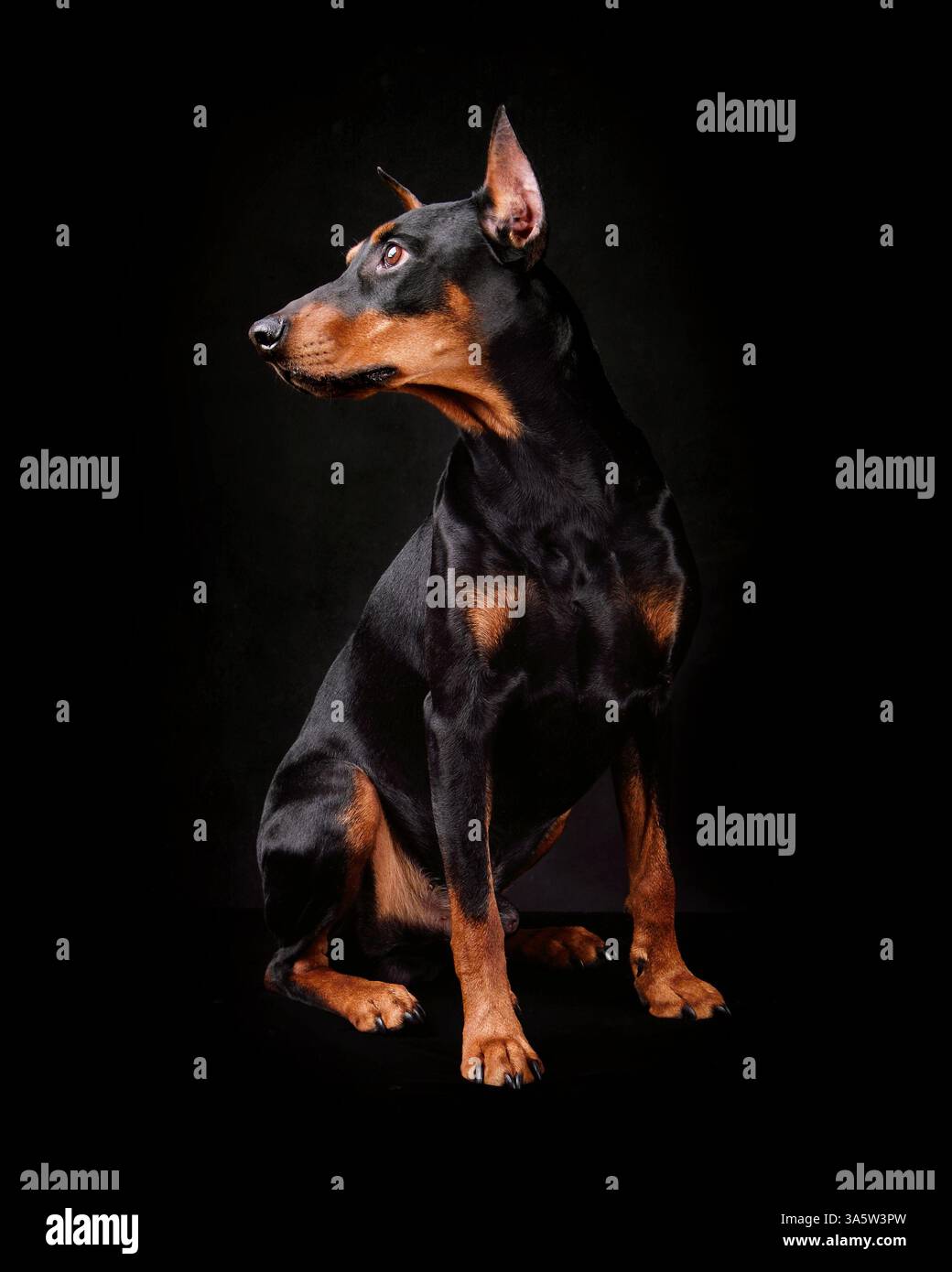 Magnifique Pinscher allemand tan et noir assis sur un fond noir Banque D'Images