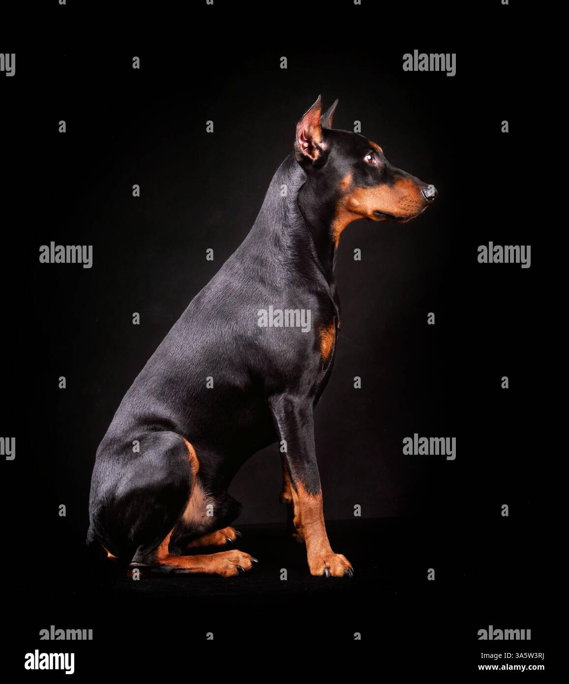 Assise de Pinscher allemand brun clair et noir sur fond noir Banque D'Images