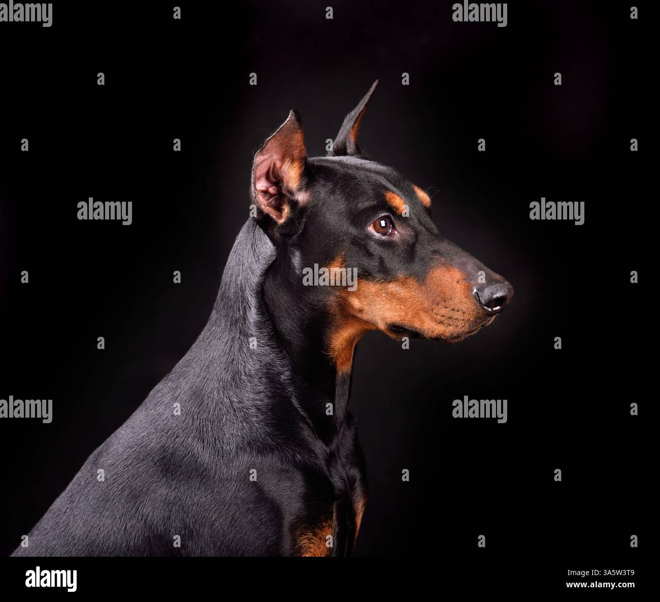 Silhouette de doberman dogr tan et noir sur fond noir Banque D'Images