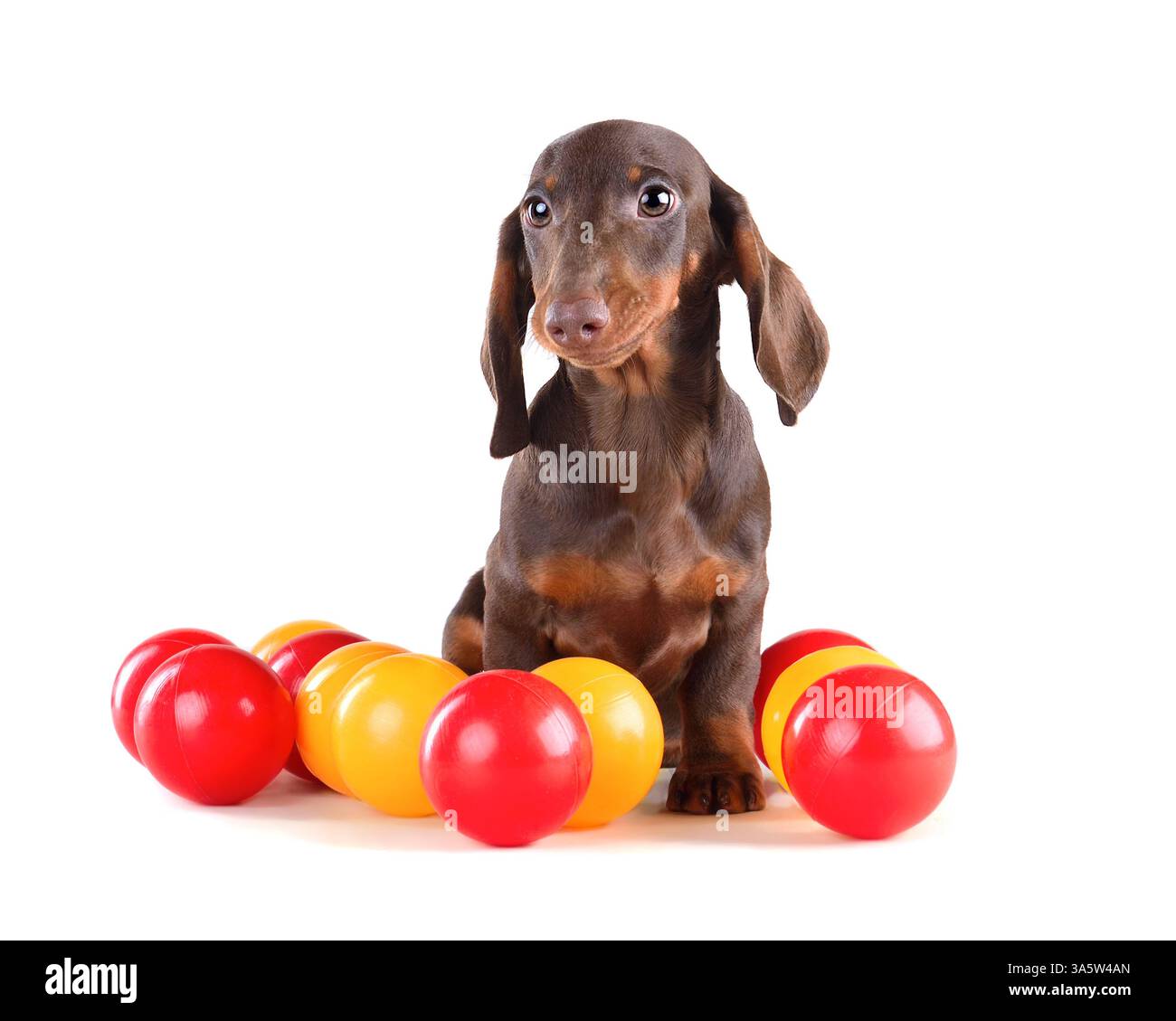 Chiot Teckel brun assis sur fond blanc et jouant avec des boules colorées Banque D'Images