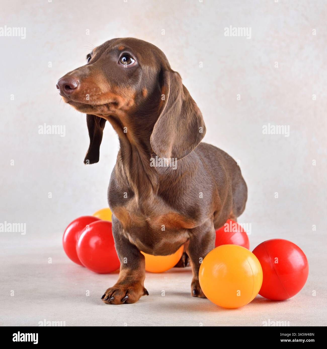 Chiot Teckel mignon jouant avec des boules colorées sur fond clair Banque D'Images