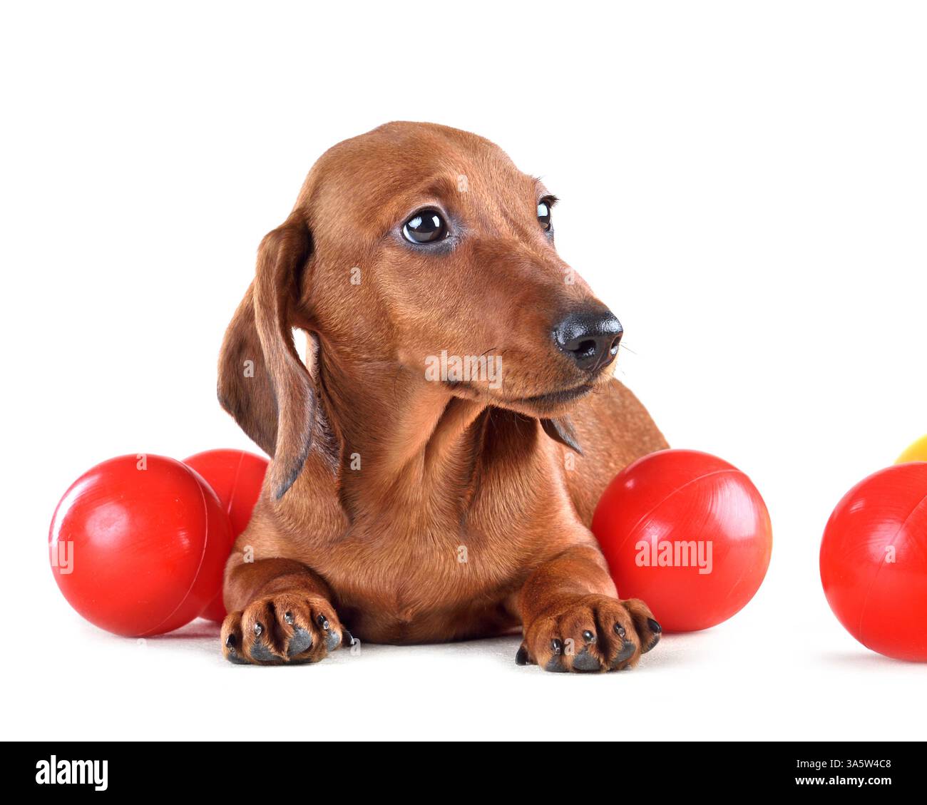Chiot de teckel au chocolat mignon isolé sur fond blanc Banque D'Images