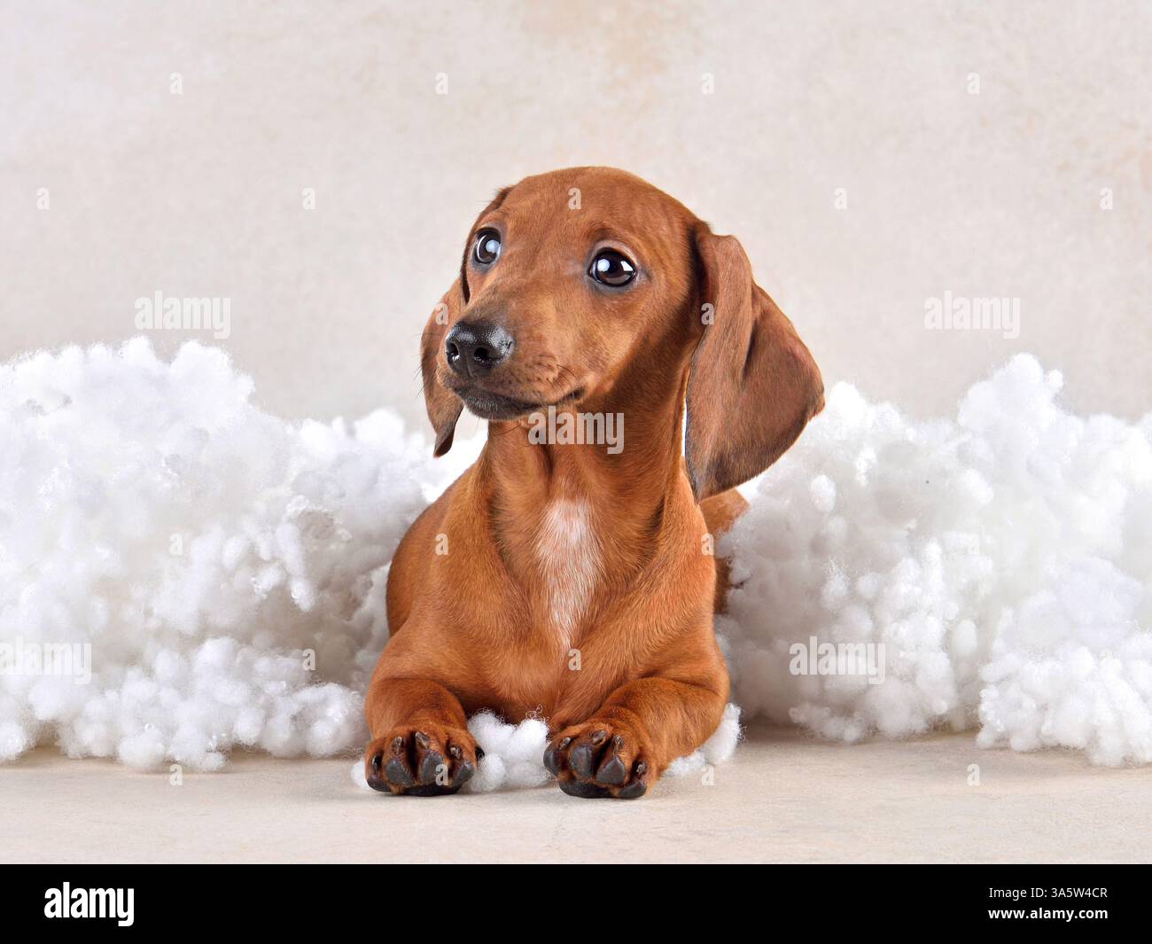 Chiot Teckel brun dans les nuages sur fond clair Banque D'Images