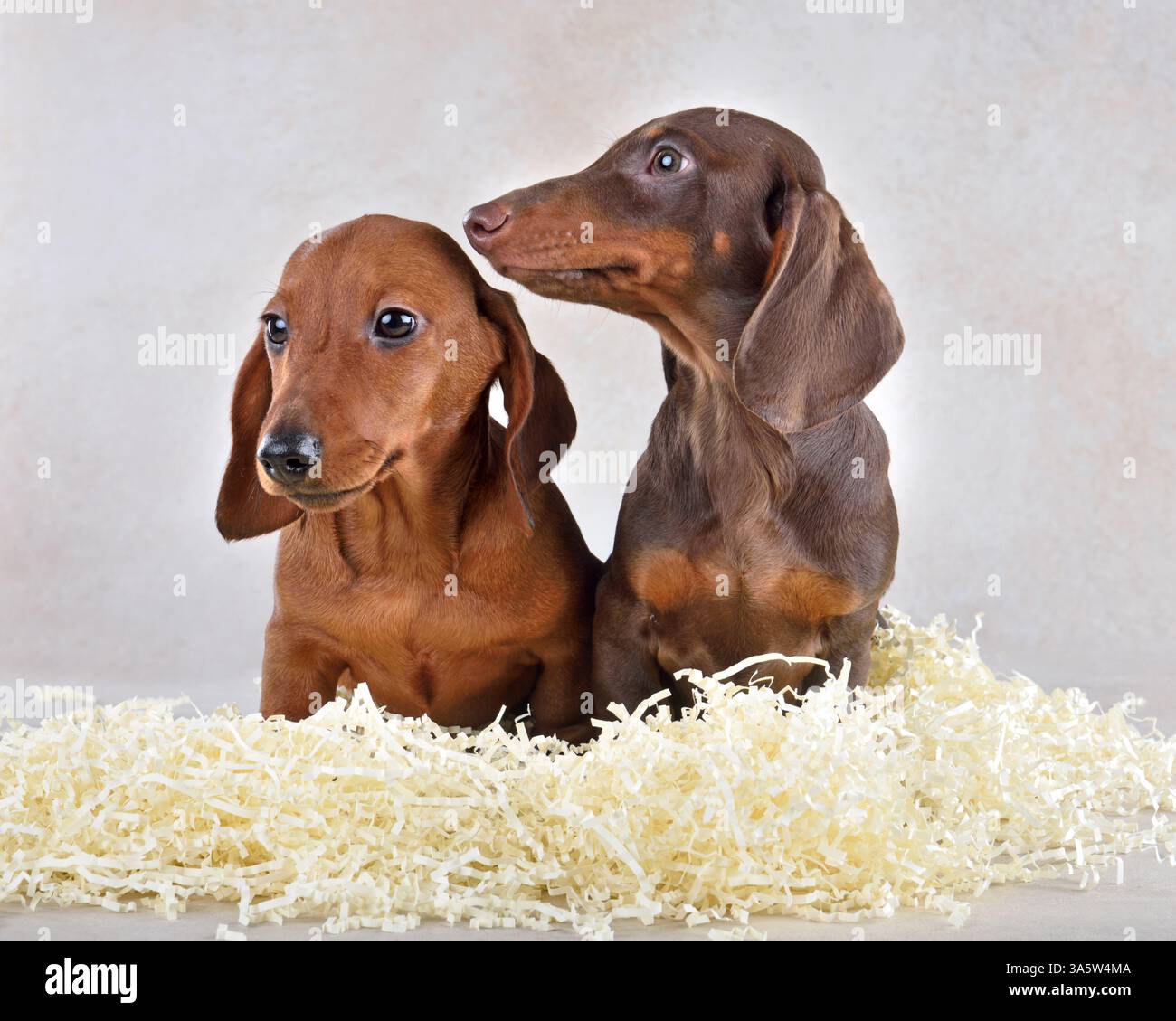 Chiots Teckels bruns et chocolat assis sur un fond clair Banque D'Images
