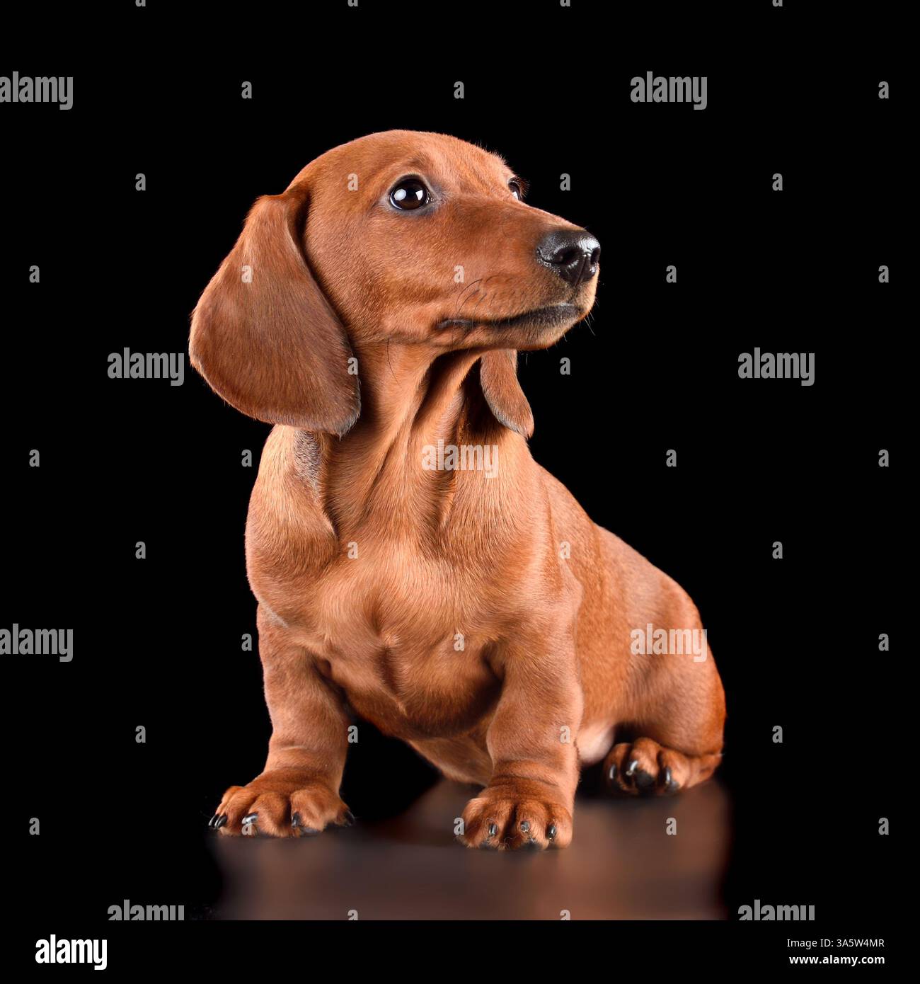 Photo studio d'un beau chiot de teckel isolé sur fond noir Banque D'Images