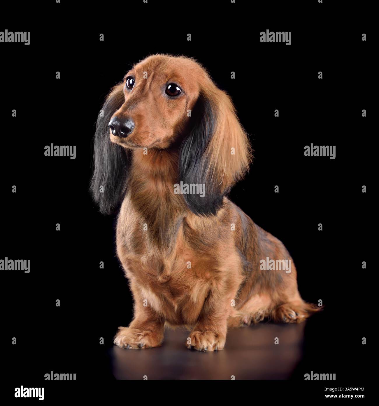 Mignon teckel en chocolat à poil long isolé sur fond noir Banque D'Images